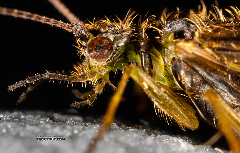 Rhyacophila (Green Sedges) Caddisfly Adult from Mystery Creek #199 in Washington