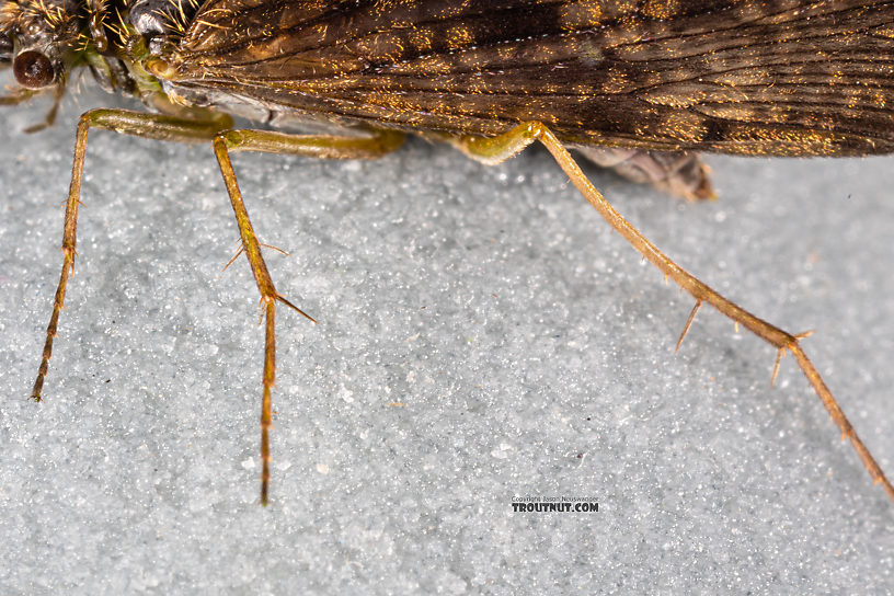 Rhyacophila (Green Sedges) Caddisfly Adult from Mystery Creek #199 in Washington