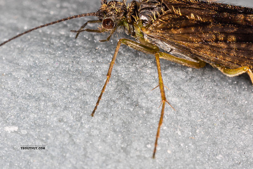 Rhyacophila (Green Sedges) Caddisfly Adult from Mystery Creek #199 in Washington