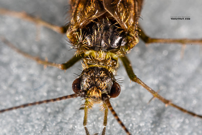 Rhyacophila (Green Sedges) Caddisfly Adult from Mystery Creek #199 in Washington