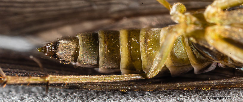 Rhyacophila (Green Sedges) Caddisfly Adult from Mystery Creek #199 in Washington