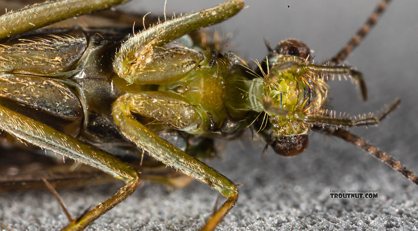 Rhyacophila (Green Sedges) Caddisfly Adult from Mystery Creek #199 in Washington