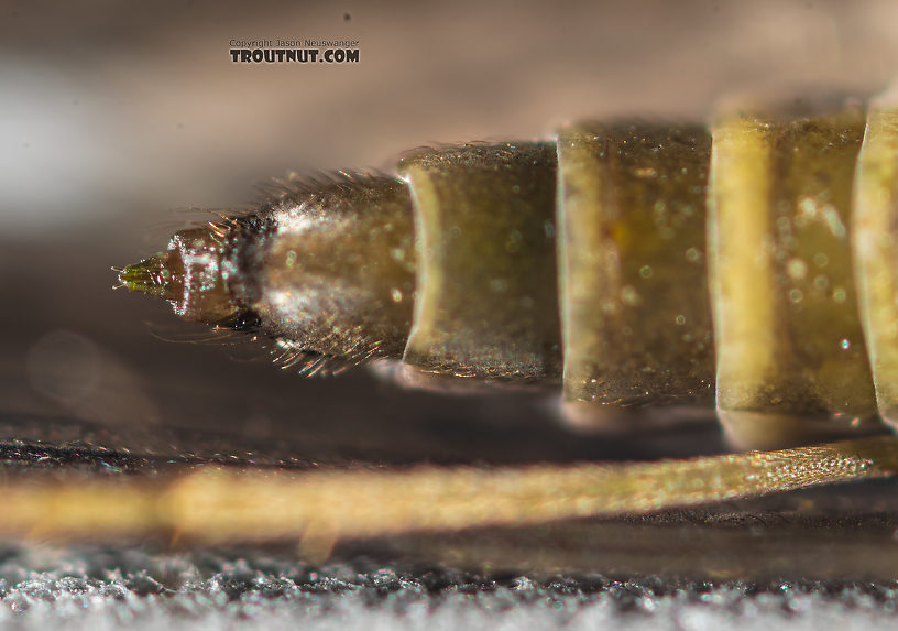 Rhyacophila (Green Sedges) Caddisfly Adult from Mystery Creek #199 in Washington