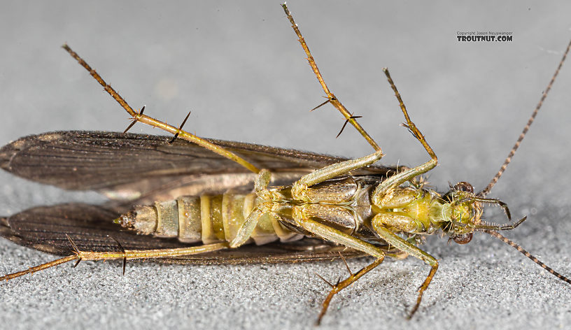 Rhyacophila (Green Sedges) Caddisfly Adult from Mystery Creek #199 in Washington