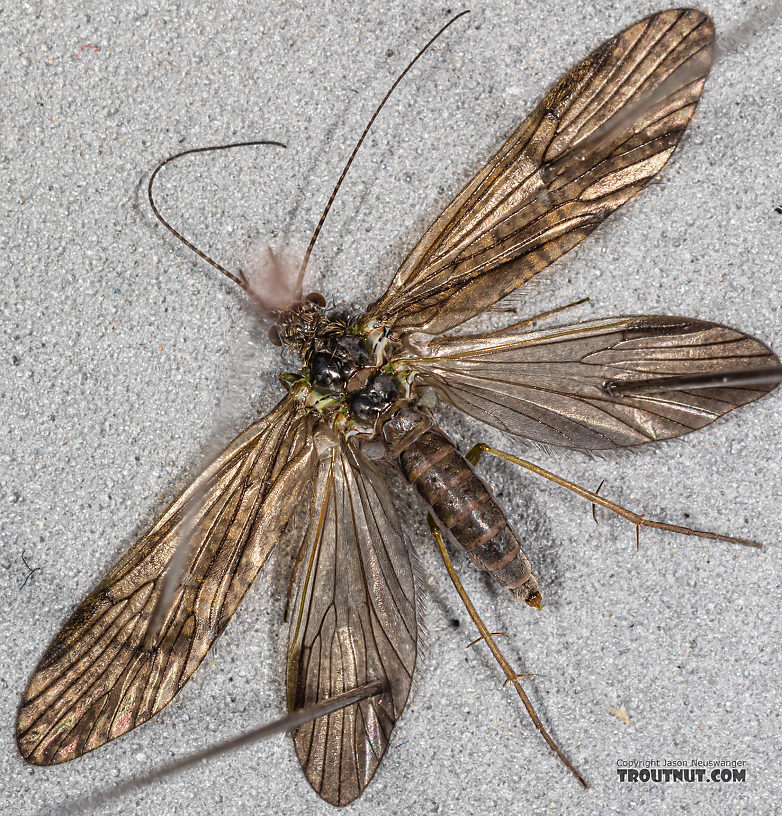 Rhyacophila (Green Sedges) Caddisfly Adult from Mystery Creek #199 in Washington