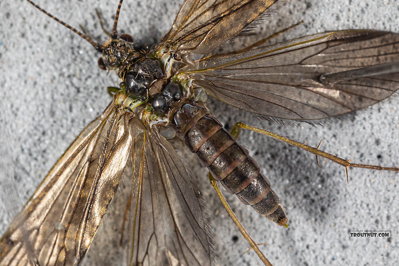 Rhyacophila (Green Sedges) Caddisfly Adult from Mystery Creek #199 in Washington