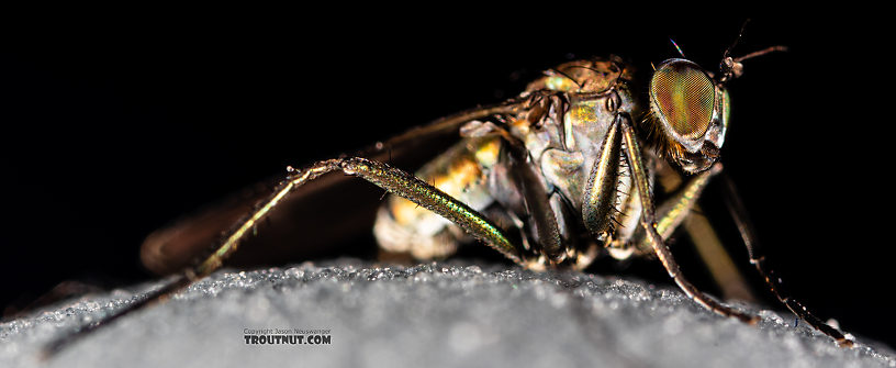 Dolichopodidae True Fly Adult from Mystery Creek #199 in Washington