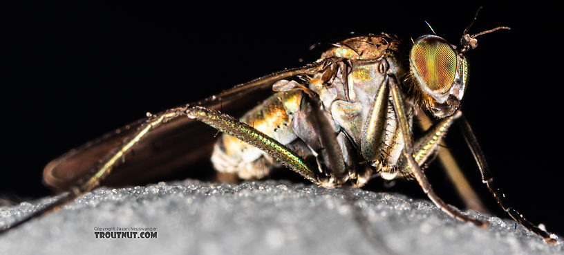 Dolichopodidae True Fly Adult from Mystery Creek #199 in Washington