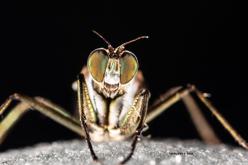 Dolichopodidae True Fly Adult from Mystery Creek #199 in Washington