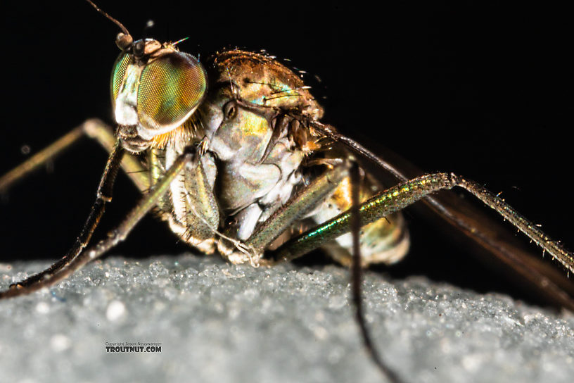 Dolichopodidae True Fly Adult from Mystery Creek #199 in Washington