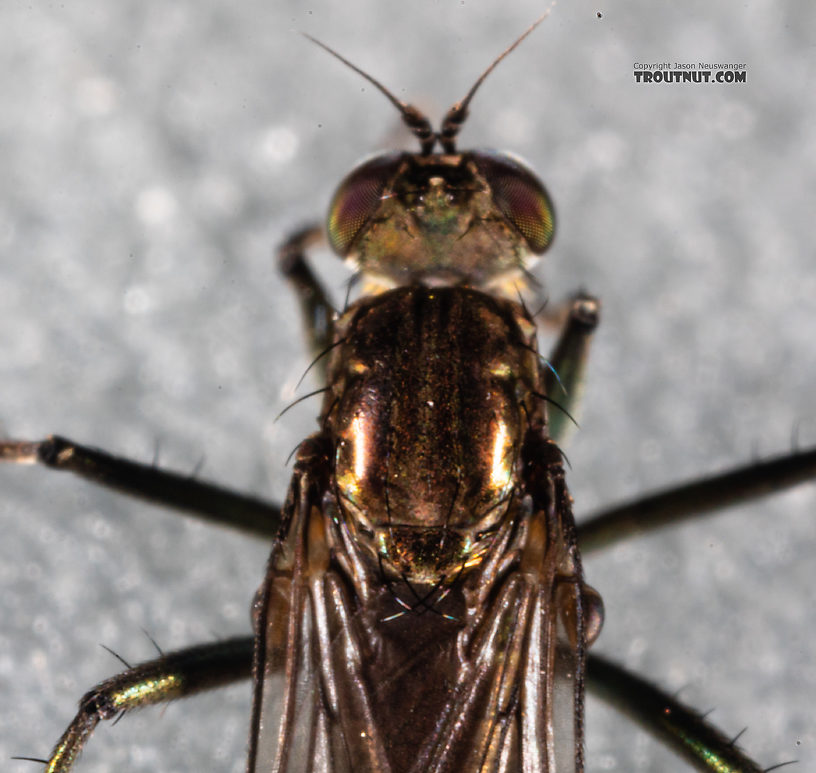 Dolichopodidae True Fly Adult from Mystery Creek #199 in Washington