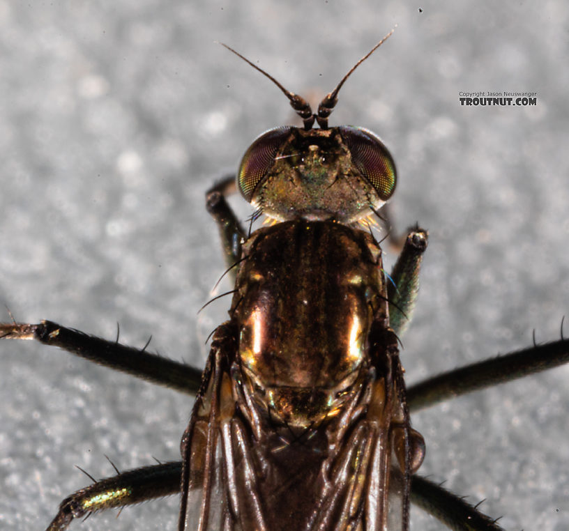 Dolichopodidae True Fly Adult from Mystery Creek #199 in Washington