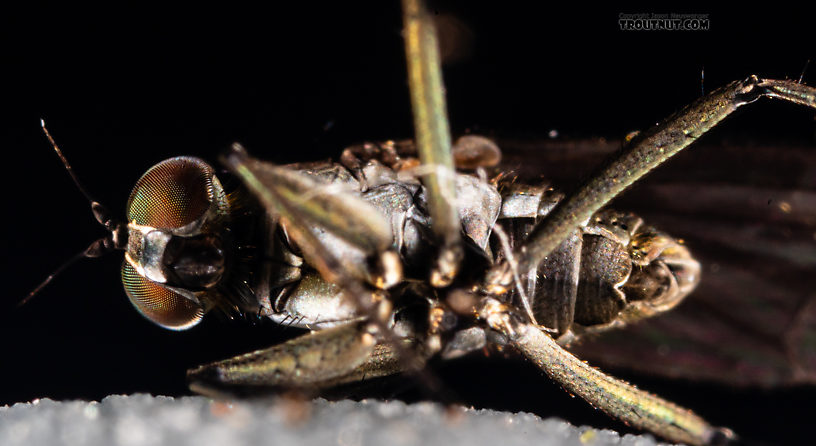 Dolichopodidae True Fly Adult from Mystery Creek #199 in Washington