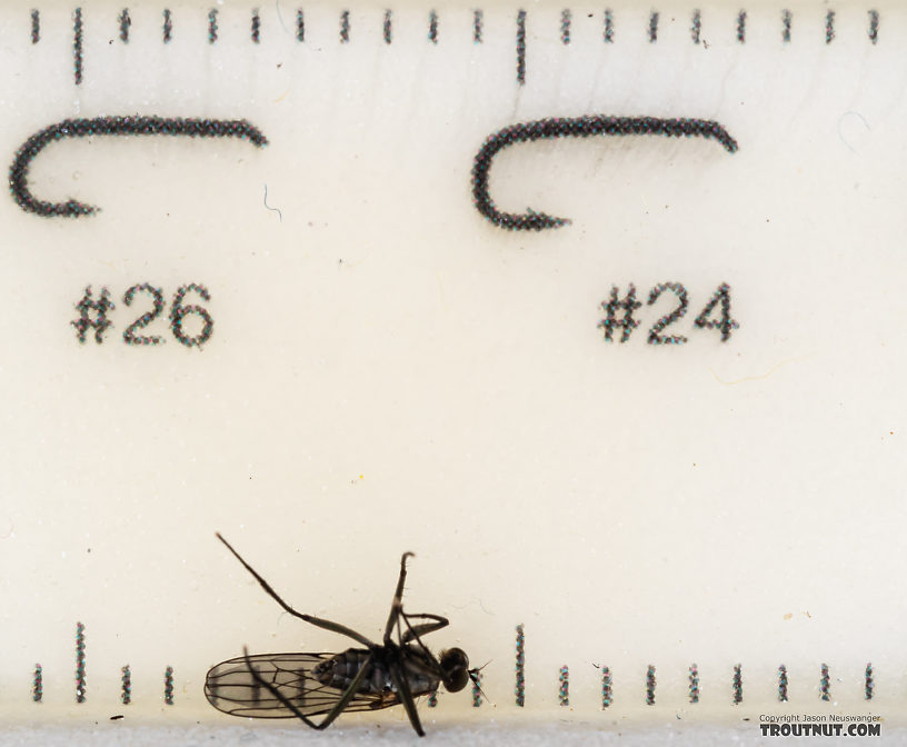 Dolichopodidae True Fly Adult from Mystery Creek #199 in Washington