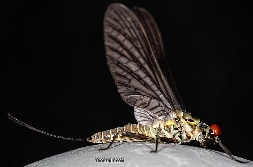 Male Drunella coloradensis (Small Western Green Drake) Mayfly Dun from Mystery Creek #199 in Washington