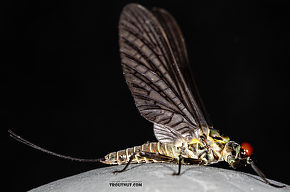 Male Drunella coloradensis (Small Western Green Drake) Mayfly Dun