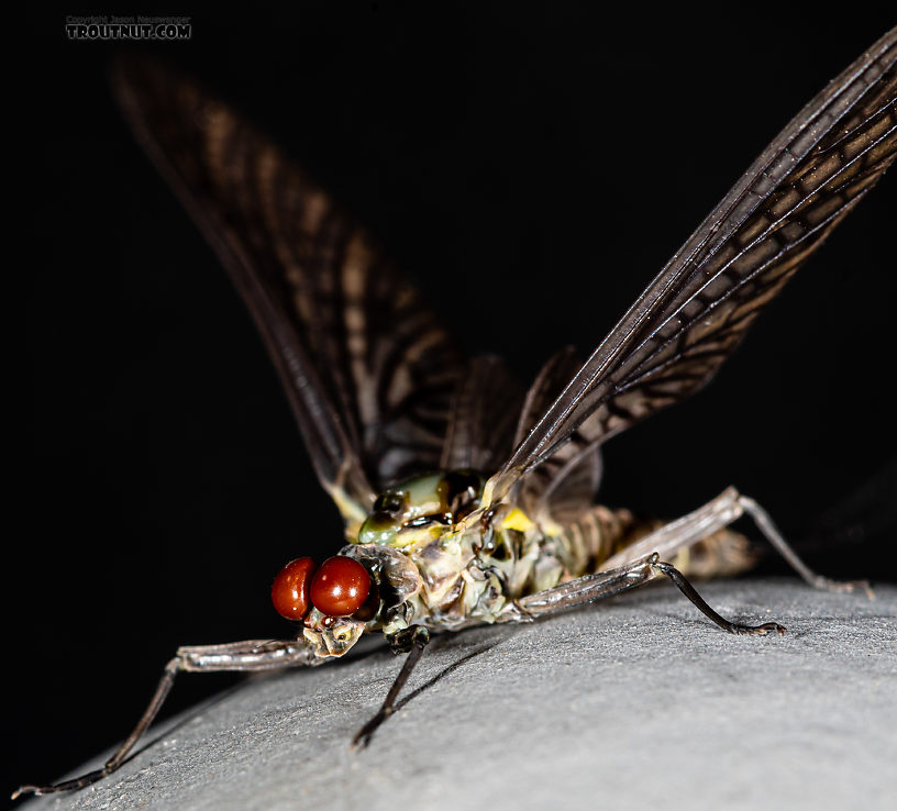 Male Drunella coloradensis (Small Western Green Drake) Mayfly Dun from Mystery Creek #199 in Washington