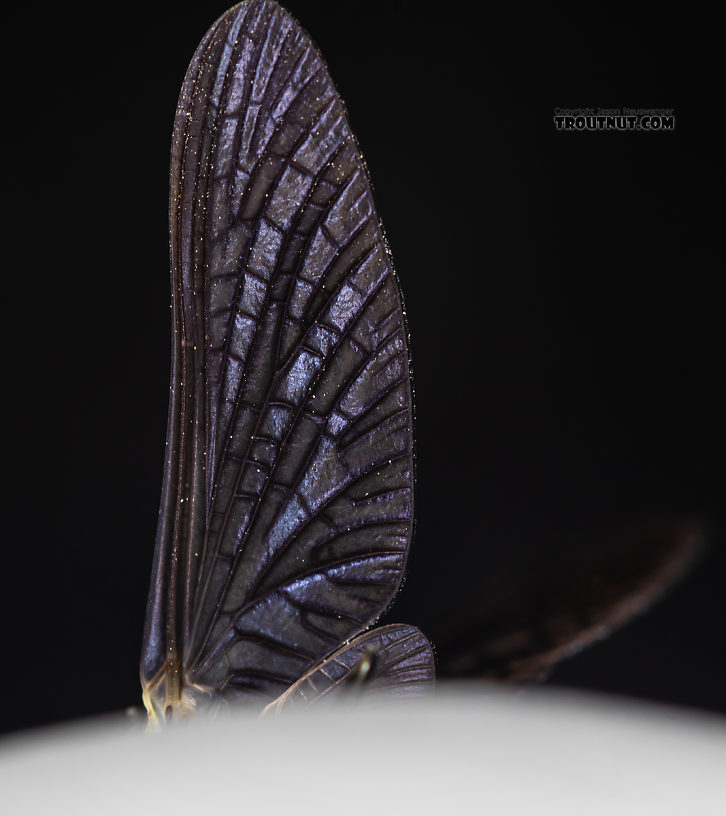 Male Drunella coloradensis (Small Western Green Drake) Mayfly Dun from Mystery Creek #199 in Washington