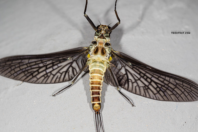 Male Drunella coloradensis (Small Western Green Drake) Mayfly Dun from Mystery Creek #199 in Washington