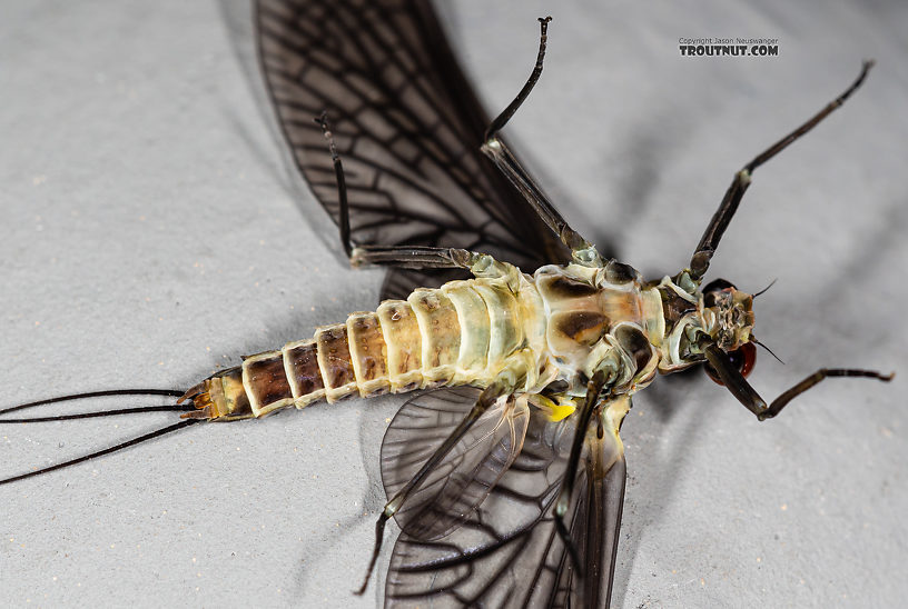 Male Drunella coloradensis (Small Western Green Drake) Mayfly Dun from Mystery Creek #199 in Washington