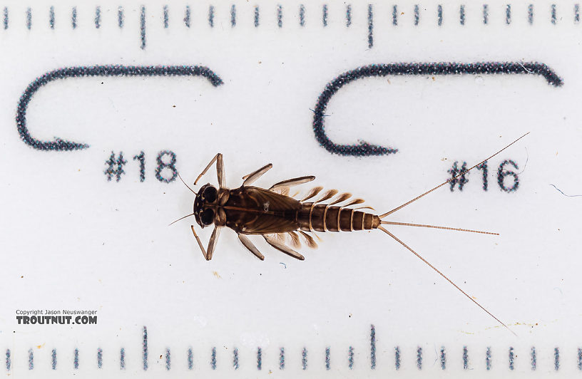 Cinygmula (Dark Red Quills) Mayfly Nymph from Mystery Creek #199 in Washington