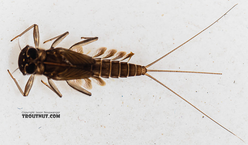 Cinygmula (Dark Red Quills) Mayfly Nymph from Mystery Creek #199 in Washington