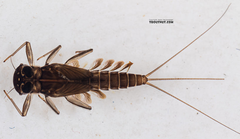 Cinygmula (Dark Red Quills) Mayfly Nymph from Mystery Creek #199 in Washington