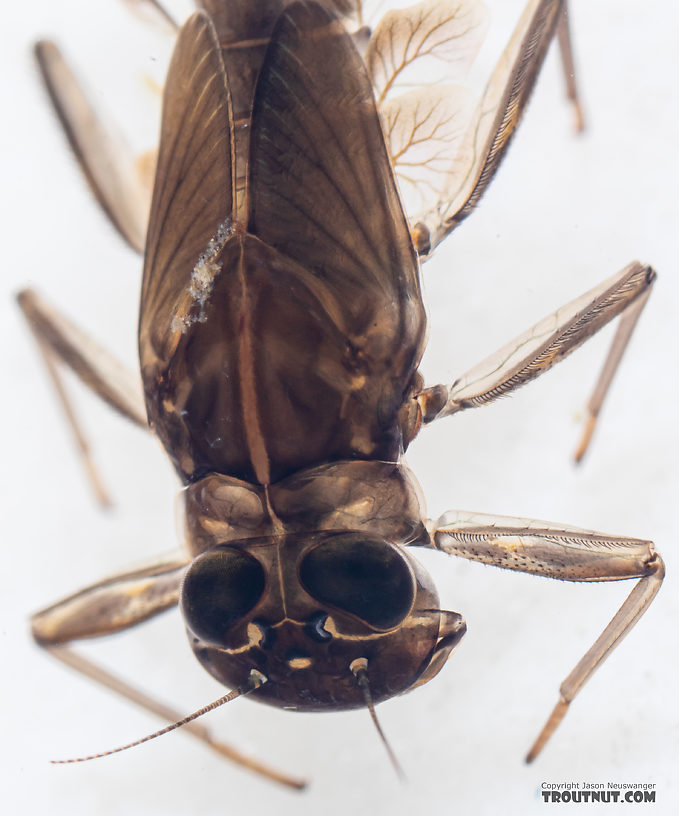 Cinygmula (Dark Red Quills) Mayfly Nymph from Mystery Creek #199 in Washington