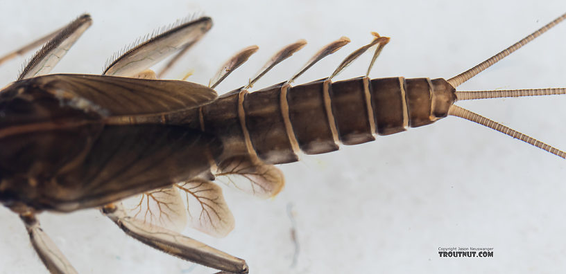 Cinygmula (Dark Red Quills) Mayfly Nymph from Mystery Creek #199 in Washington