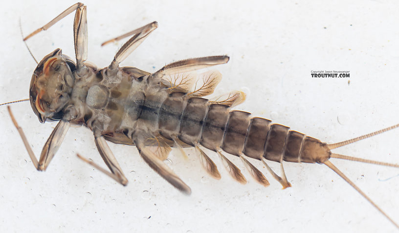 Cinygmula (Dark Red Quills) Mayfly Nymph from Mystery Creek #199 in Washington