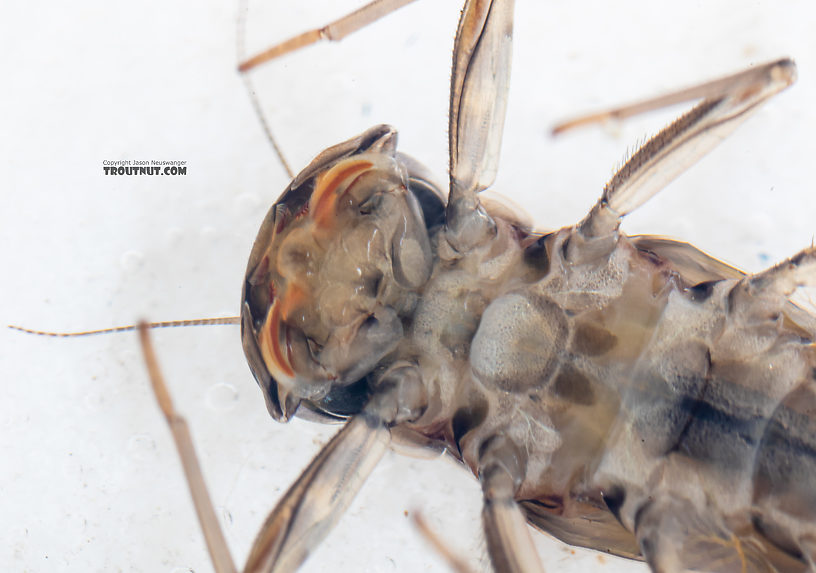 Cinygmula (Dark Red Quills) Mayfly Nymph from Mystery Creek #199 in Washington