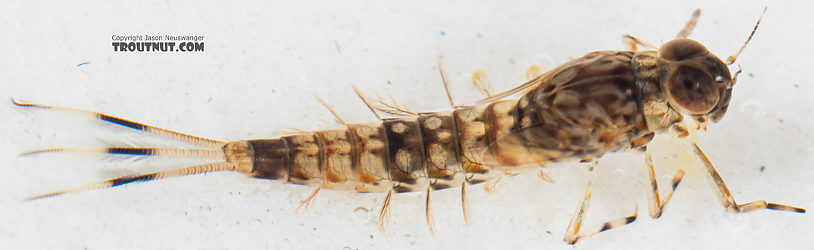 Ameletus (Brown Duns) Mayfly Nymph from Mystery Creek #199 in Washington