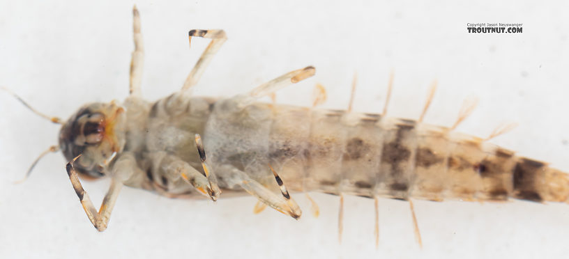 Ameletus (Brown Duns) Mayfly Nymph from Mystery Creek #199 in Washington