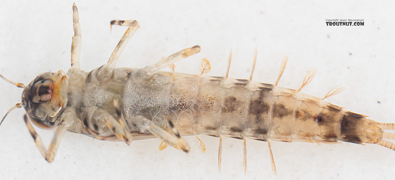 Ameletus (Brown Duns) Mayfly Nymph from Mystery Creek #199 in Washington