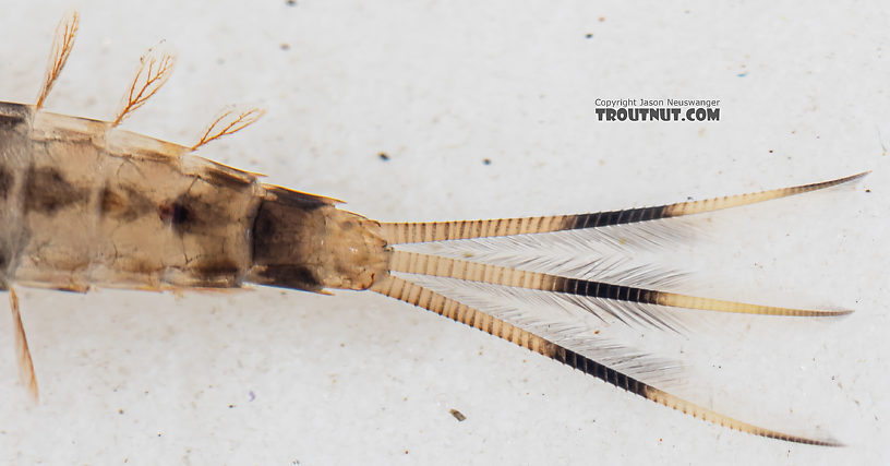 Ameletus (Brown Duns) Mayfly Nymph from Mystery Creek #199 in Washington