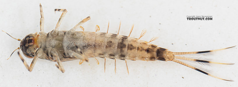 Ameletus (Brown Duns) Mayfly Nymph from Mystery Creek #199 in Washington