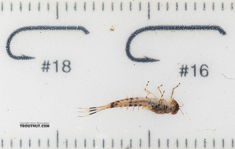 Ameletus (Brown Duns) Mayfly Nymph from Mystery Creek #199 in Washington