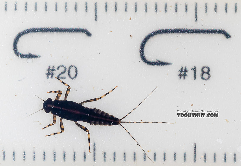 Male Serratella micheneri (Little Western Dark Hendrickson) Mayfly Nymph from Mystery Creek #199 in Washington