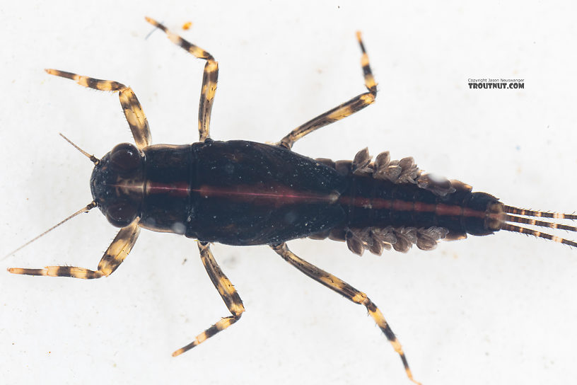 Male Serratella micheneri (Little Western Dark Hendrickson) Mayfly Nymph from Mystery Creek #199 in Washington