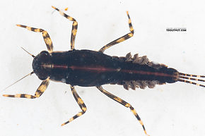 Serratella micheneri (Little Western Dark Hendrickson) Mayfly Nymph