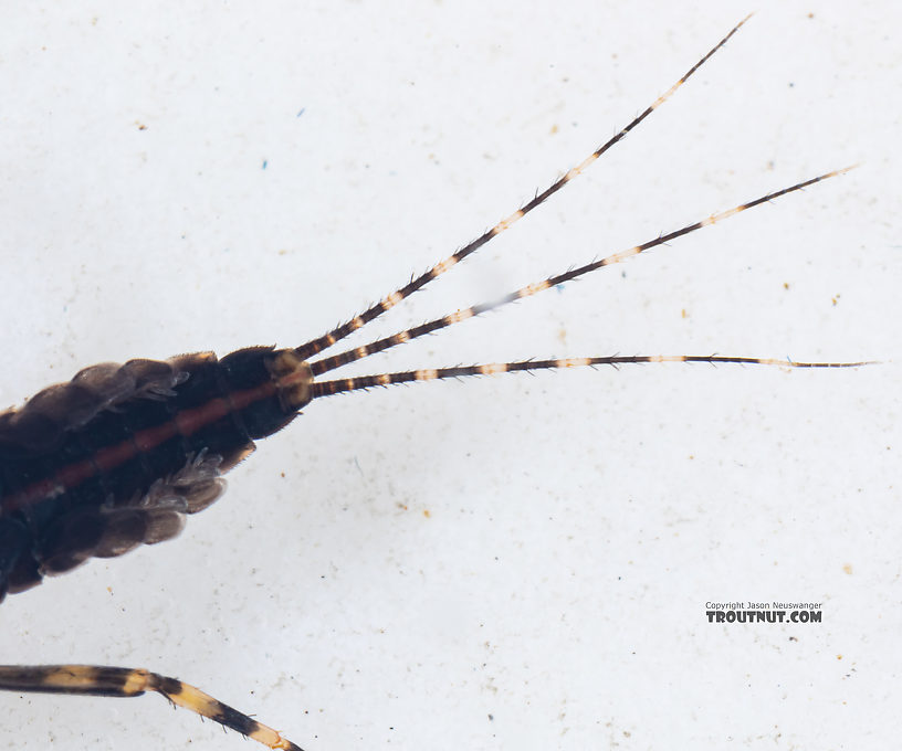 Male Serratella micheneri (Little Western Dark Hendrickson) Mayfly Nymph from Mystery Creek #199 in Washington