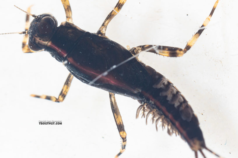 Male Serratella micheneri (Little Western Dark Hendrickson) Mayfly Nymph from Mystery Creek #199 in Washington