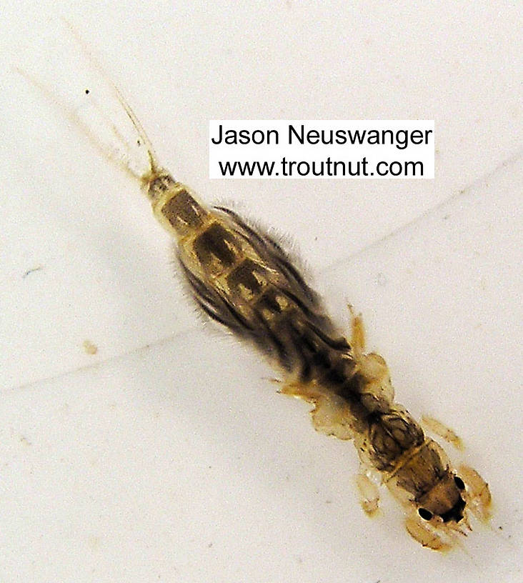 Hexagenia limbata (Hex) Mayfly Nymph from unknown in Wisconsin