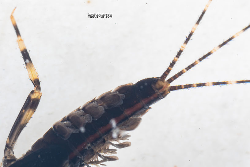 Male Serratella micheneri (Little Western Dark Hendrickson) Mayfly Nymph from Mystery Creek #199 in Washington