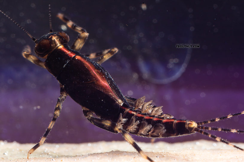 Male Serratella micheneri (Little Western Dark Hendrickson) Mayfly Nymph from Mystery Creek #199 in Washington