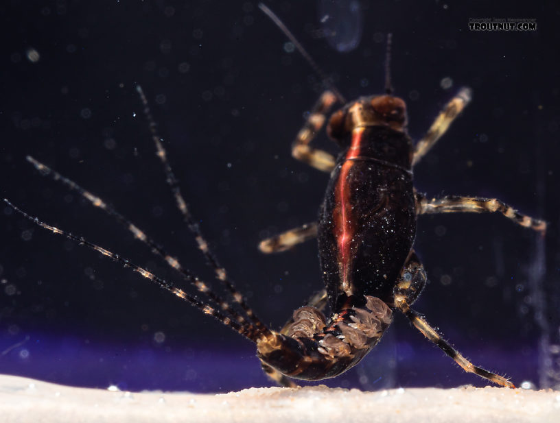 Male Serratella micheneri (Little Western Dark Hendrickson) Mayfly Nymph from Mystery Creek #199 in Washington