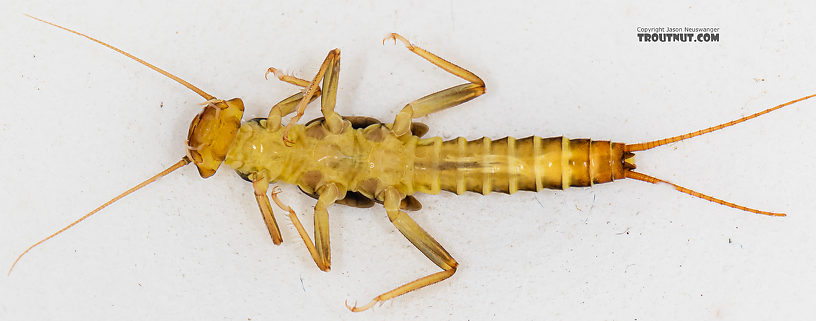 Kogotus nonus Stonefly Nymph from Mystery Creek #199 in Washington