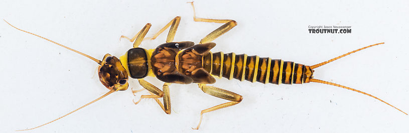 Kogotus nonus Stonefly Nymph from Mystery Creek #199 in Washington