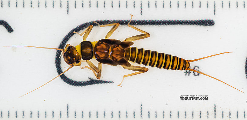 Kogotus nonus Stonefly Nymph from Mystery Creek #199 in Washington