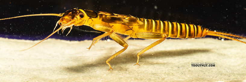 Kogotus nonus Stonefly Nymph from Mystery Creek #199 in Washington